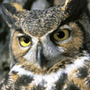 Great-horned Owl Portrait Art Print