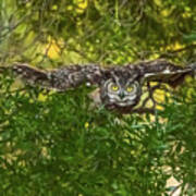 Great Horned Owl Take Off Art Print
