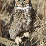 Great Horned Owl Art Print