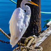 Great White Heron On Boat Dock Art Print