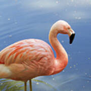 Greater Flamingo Art Print