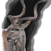 Greater Kudu Art Print