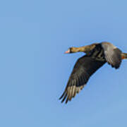 Greater White Fronted Goose Art Print