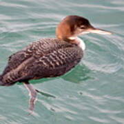 Grebe In The Water Art Print