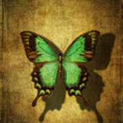 Green Butterfly Shadow Art Print
