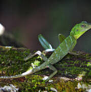 Green Crested Lizard Sarawak Malaysia Art Print