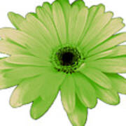 Green Daisy Flower Art Print