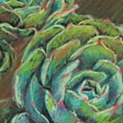 Green Echeveria Painting by Athena Mantle - Fine Art America
