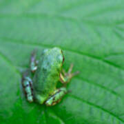 Green Frog On A Green Leaf North American Grey Tree Frog Art Print