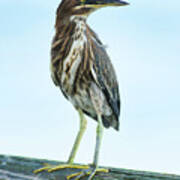 Green Heron On The Dock Art Print