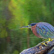 Green Heron- St Lucia Art Print