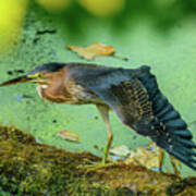 Green Heron Wing Art Print