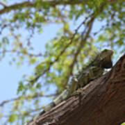 Green Iguana Climbing Up The Trunk Of A Tree Art Print