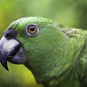 Green Parrot Art Print