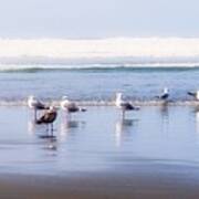 Green Point Gulls Art Print