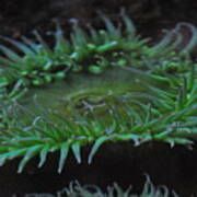 Green Sea Anemone Art Print