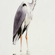 Grey Heron Art Print