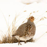 Grey Partridge Art Print