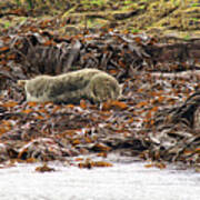 Harbour Seal Art Print