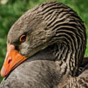 Greylag Goose Portrait Art Print