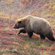 Grizzly At Denali National Park Art Print