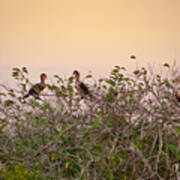 Group Of Cormorants In The Sunset Art Print