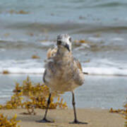 Gull Standoff Art Print