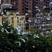 Gulls And The City Art Print