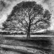 Hagley Tree 2 Art Print
