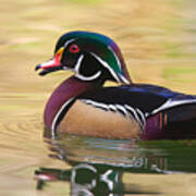 Handsome Wood Duck Art Print