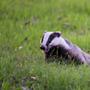 Happy Badger In The Green Grass Art Print