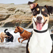 Happy Dog Having Fun At Dog Beach Art Print