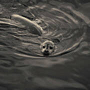 Harbor Seal Iv Toned Art Print