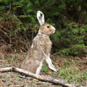 Hare That Art Print