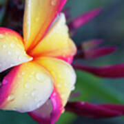 Hawaii Plumeria Flower Jewels Art Print