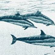 Hawaiian Spinner Dolphin Blue Art Print