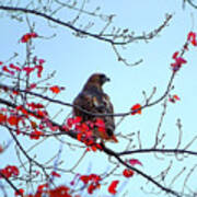 Hawk On The Tree With Red Leaves Art Print