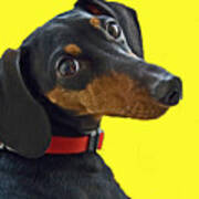 Headshot Of Dacshund Art Print