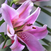 Heavenly Pink Lily Art Print