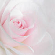 Heaven's Light Pink Rose Flower Art Print