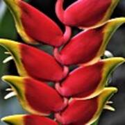 Heliconia Rostrata Art Print