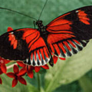Heliconius Erato, Red Postman Butterfly Art Print