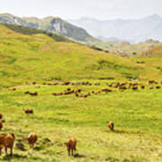 Herd Of Dairy Cows - French Alps Art Print