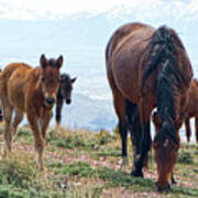 Herd Of Mustang Horses Art Print