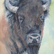 Here's Looking At You - Bison Art Print