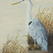 Heron At Marsh Edge Art Print