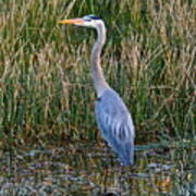 Heron At Sunset Art Print