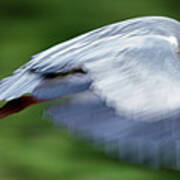 Heron Flying Wings Down Art Print