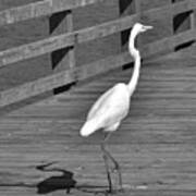 Heron In Black And White Art Print