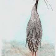 Heron Posing Art Print